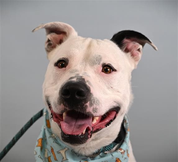Angus - Pit Bull Terrier