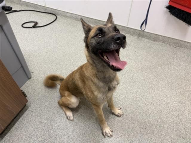 Astrid - Belgian Shepherd Malinois