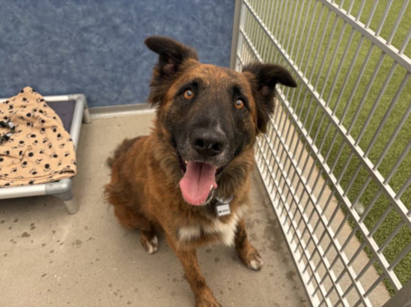 Atlas - German Shepherd Dog