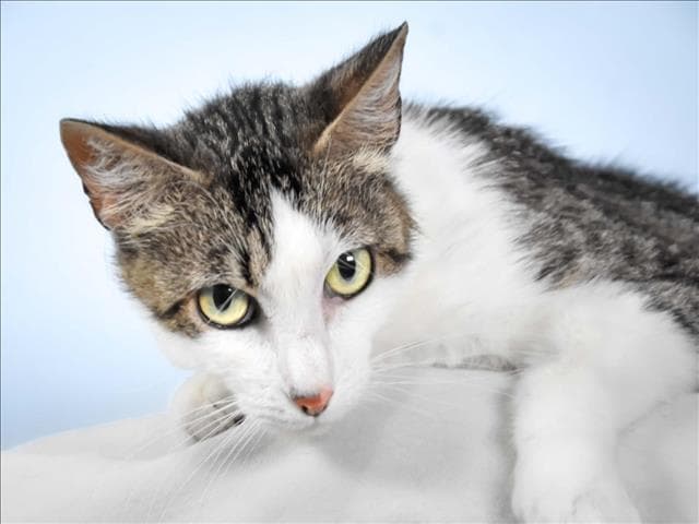 Little Girl - Domestic Short Hair