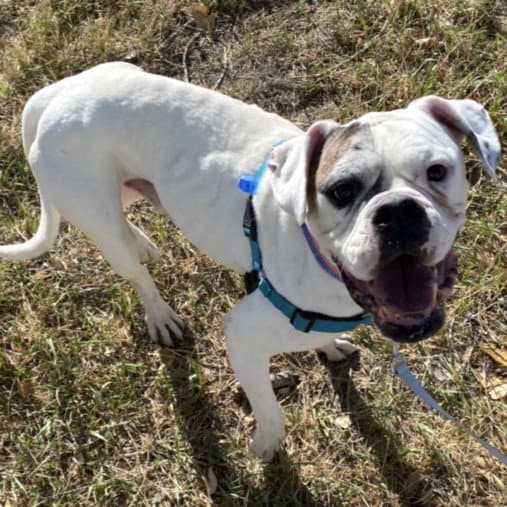 Moto Moto - American Bulldog