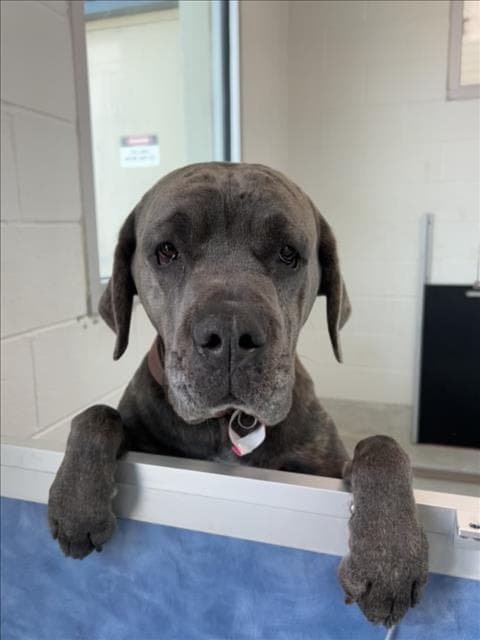 Akieva - Cane Corso Mastiff
