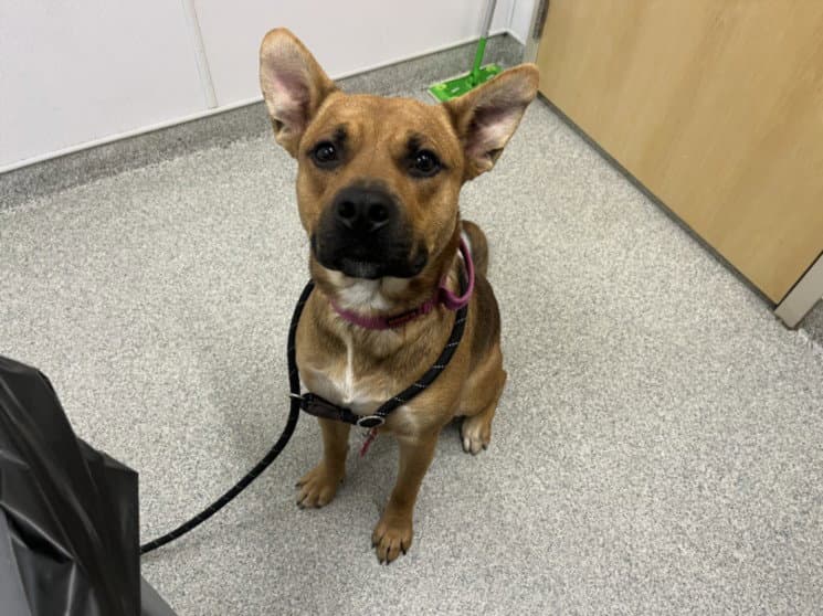 Kodiak - Pit Bull Terrier