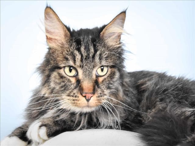 Roly-Poly - Domestic Long Hair