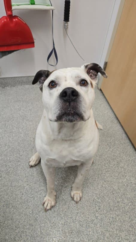 Chopper - Bulldog