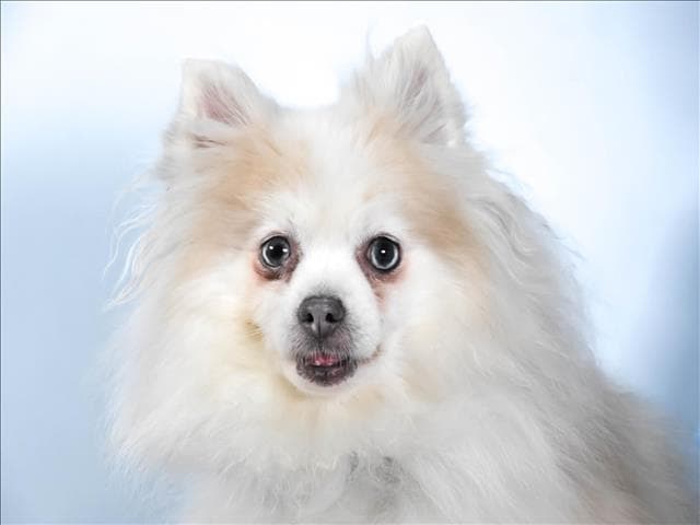 Indigo - Pomeranian