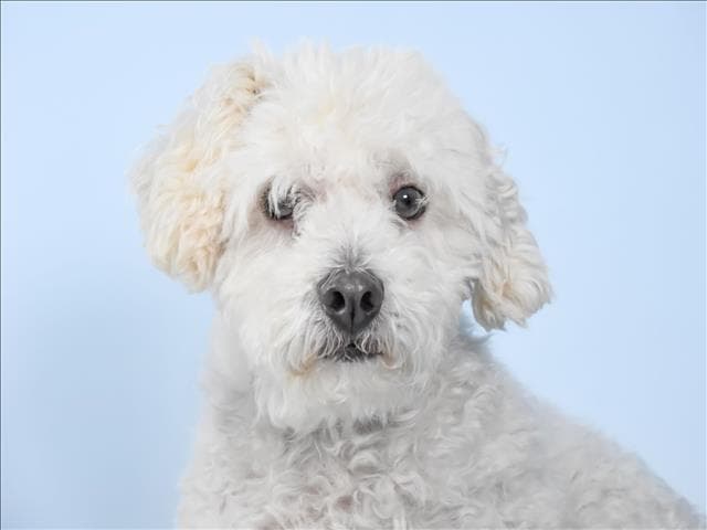 Lufy - Maltese