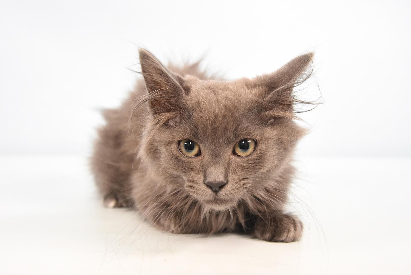 Bowser - Domestic Long Hair