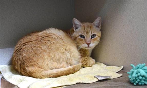 Yeller - Domestic Short Hair