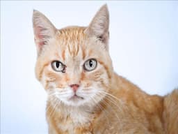 Georgie image 1