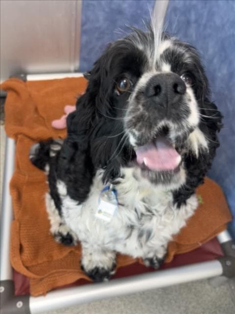 Oreo - Cocker Spaniel