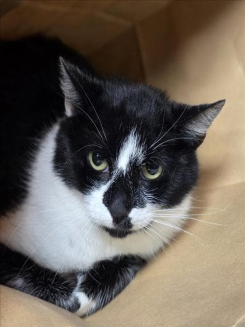 Miffy - Domestic Short Hair