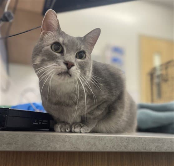 Callie - Domestic Short Hair