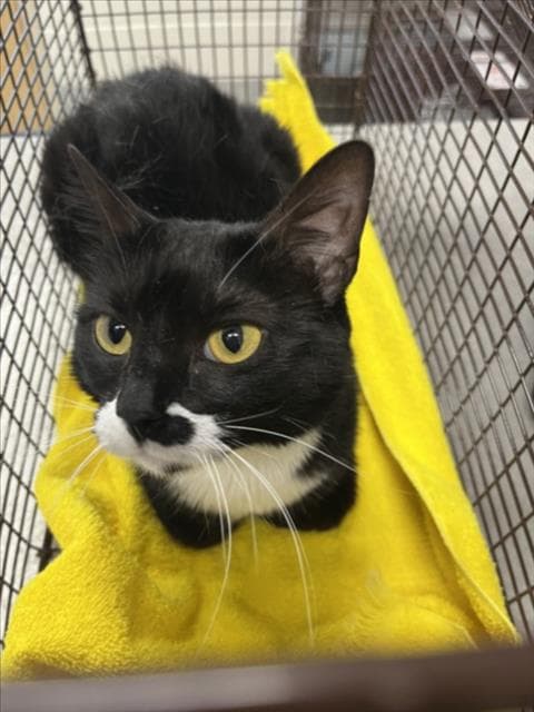 Azula - Domestic Short Hair