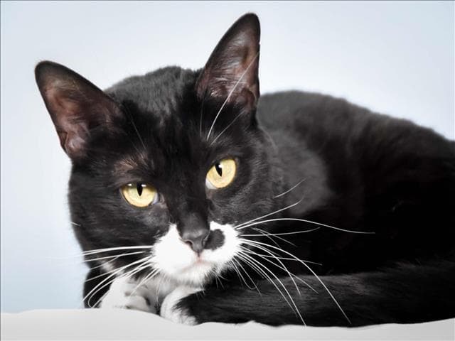 Azula - Domestic Short Hair
