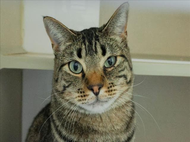 Memphis - Domestic Short Hair