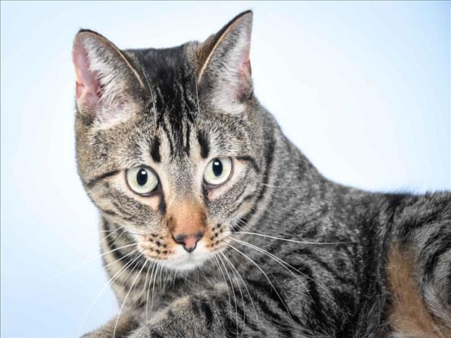 Memphis - Domestic Short Hair