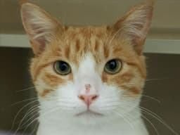 Cheeto Puff image 1