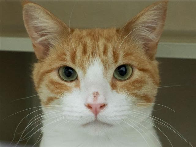 Cheeto Puff - Domestic Short Hair