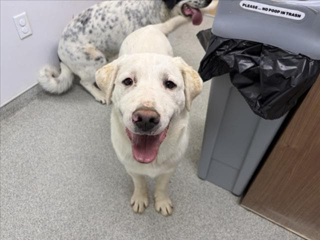 Henry - Great Pyrenees