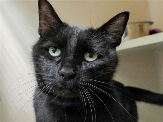 Chance - Domestic Short Hair