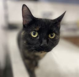 Priscilla image 1