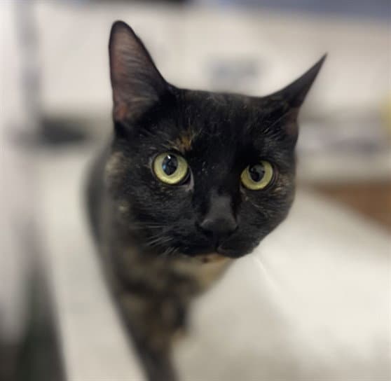 Priscilla - Domestic Short Hair