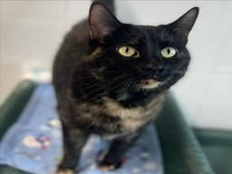 Priscilla image 1