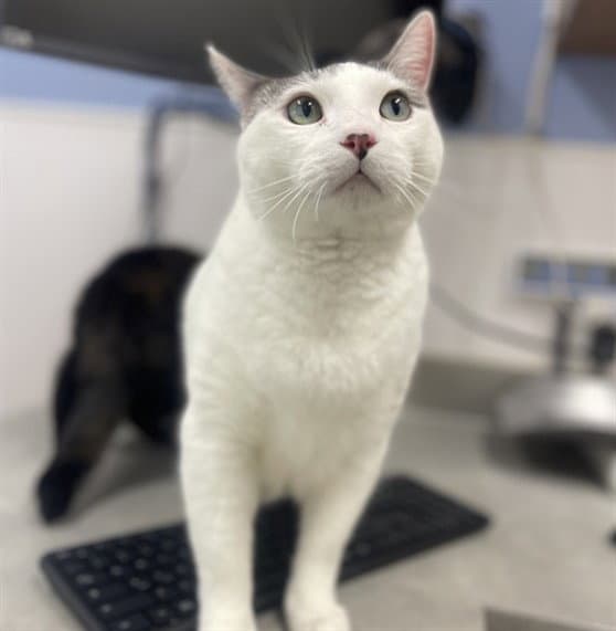 Buttons - Domestic Short Hair