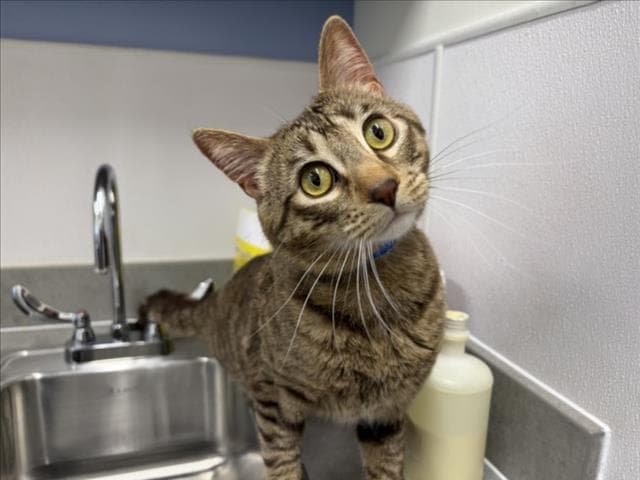Little John - Domestic Short Hair