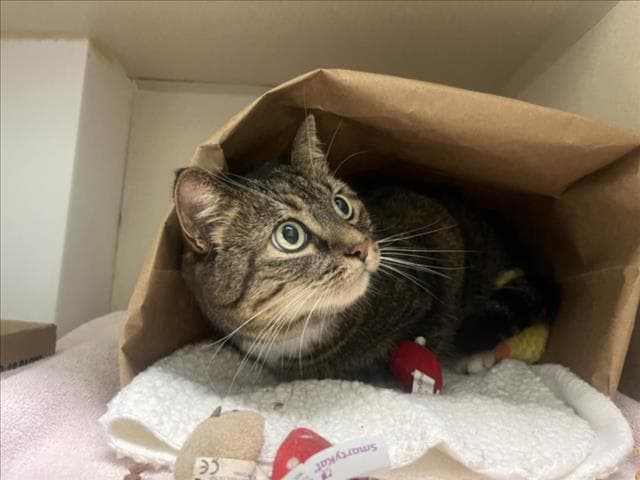 Ruby - Domestic Short Hair