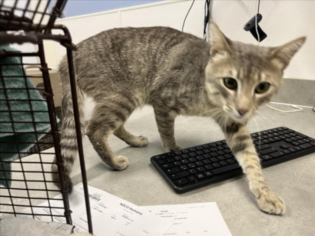 Sterling - Domestic Short Hair