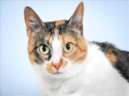 Posie image 1