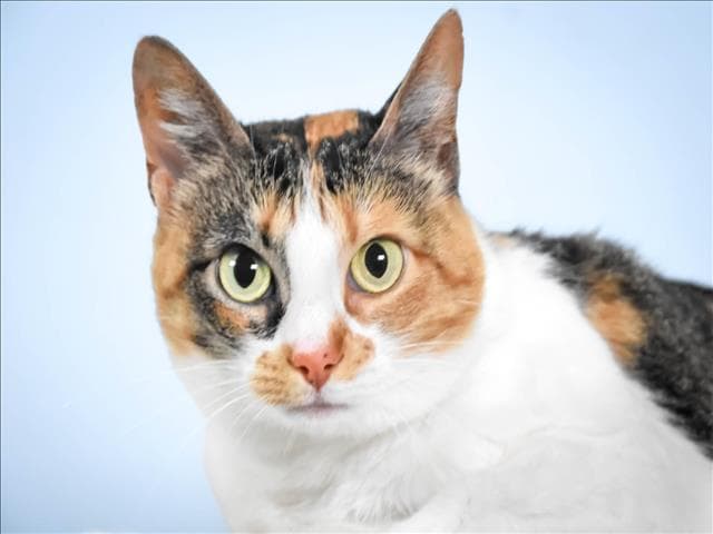 Posie - Domestic Short Hair