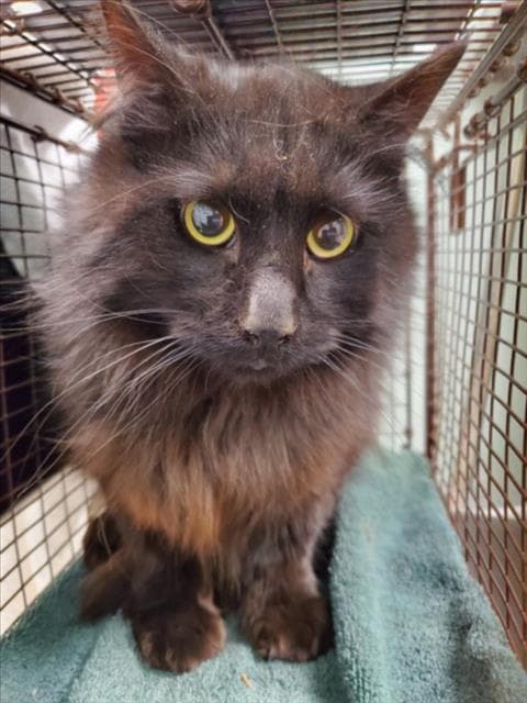 Coral - Domestic Long Hair