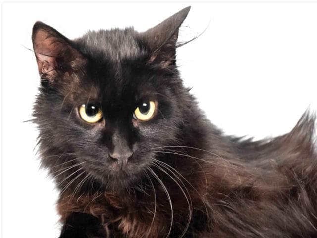 Coral - Domestic Long Hair