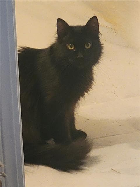 Coral - Domestic Long Hair