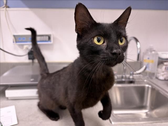 Kitty Girl - Domestic Short Hair