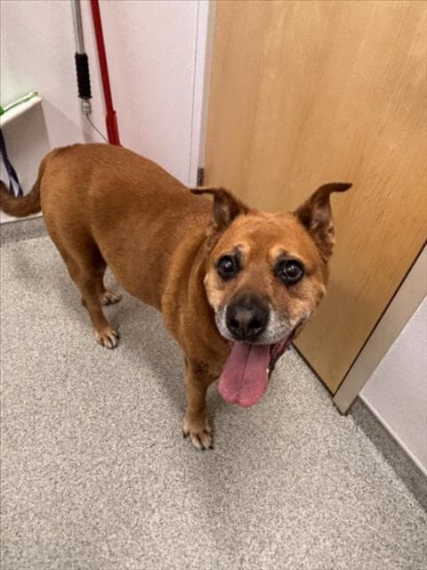 Sarge - Pit Bull Terrier