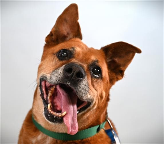 Sarge - Pit Bull Terrier