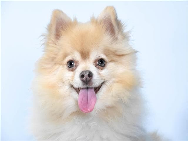 Buddy - Pomeranian