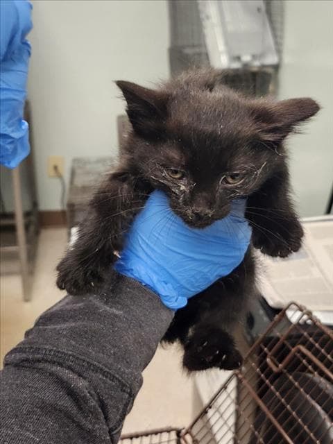 Flint - Domestic Short Hair