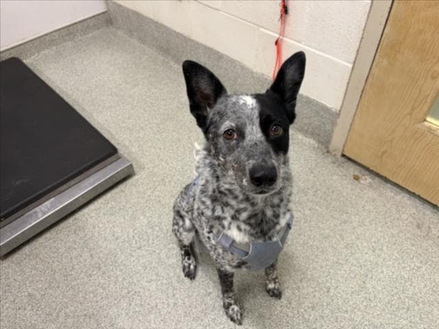 Lyla - Australian Cattle Dog/Blue Heeler
