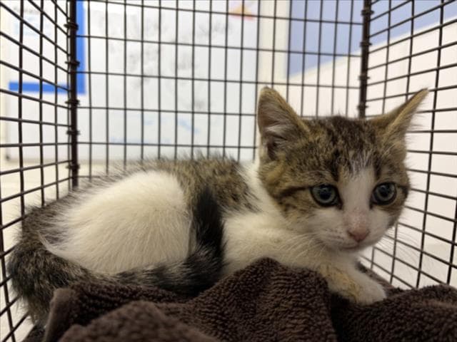 Tallulah - Domestic Short Hair