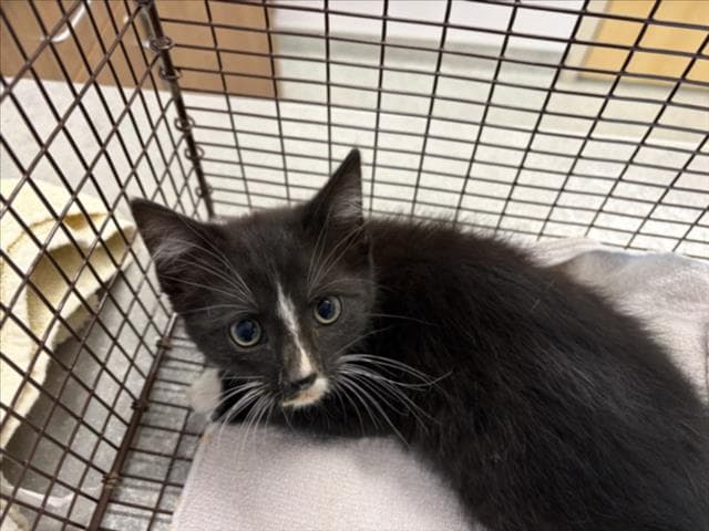 Stitch - Domestic Short Hair