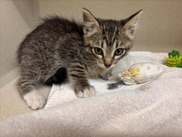 Lilo - Domestic Short Hair