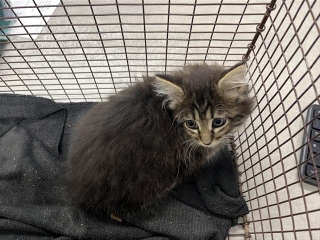 Fern - Domestic Long Hair