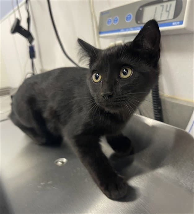 Smokie - Domestic Short Hair