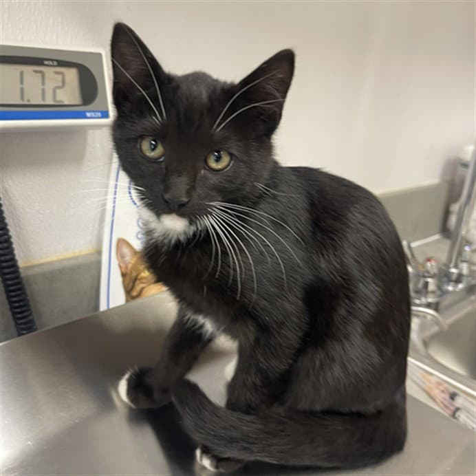 Twig - Domestic Short Hair