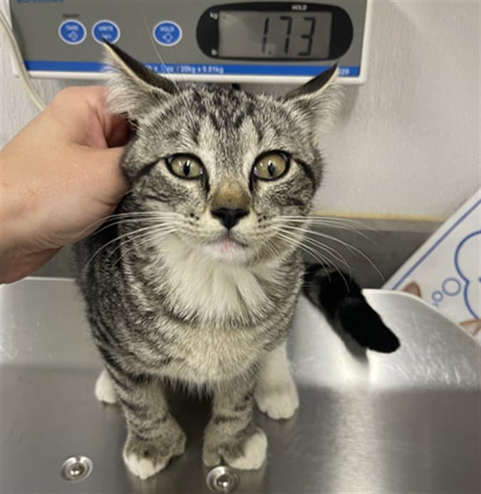 Ash - Domestic Short Hair